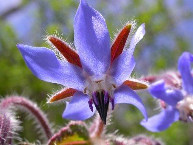 Bourrache officinale